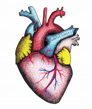 Раскраска сердце анатомия #27 #490864