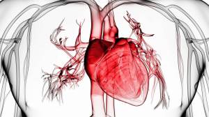 Раскраска сердце анатомия #28 #490865