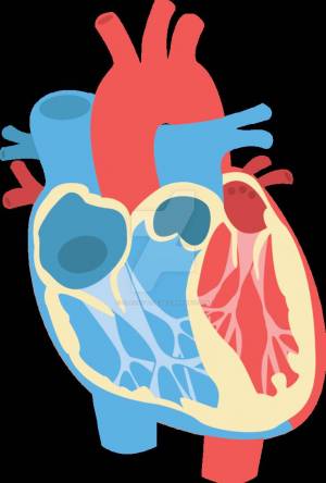 Раскраска сердце анатомия #29 #490866