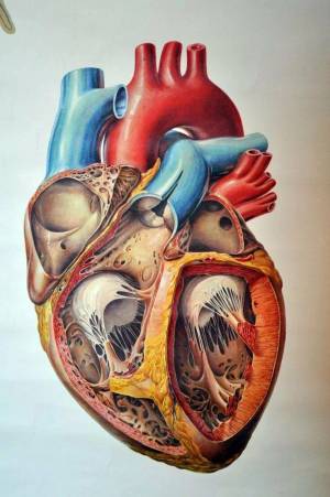 Раскраска сердце анатомия #30 #490867
