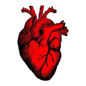 Раскраска сердце анатомия #31 #490868