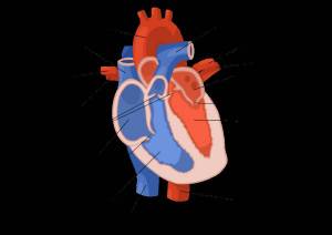 Раскраска сердце анатомия #32 #490869