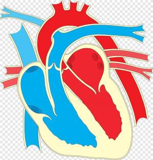 Раскраска сердце анатомия #33 #490870