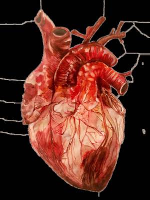 Раскраска сердце анатомия #34 #490871