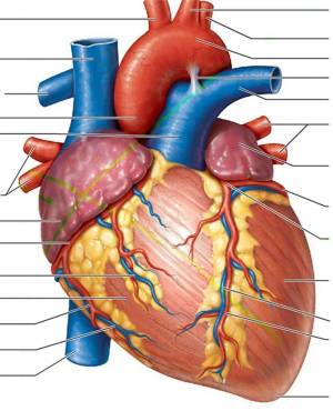 Раскраска сердце анатомия #35 #490872