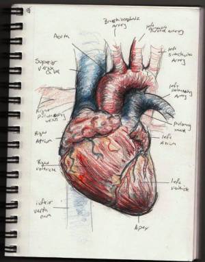 Раскраска сердце анатомия #36 #490873