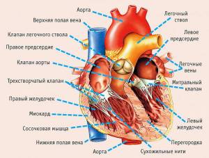 Раскраска сердце анатомия #37 #490874