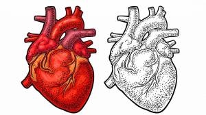 Раскраска сердце анатомия #38 #490875