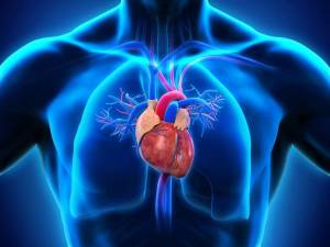 Раскраска сердце анатомия #39 #490876