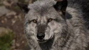 Раскраска серый волк #14 #491199