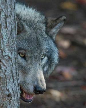 Раскраска серый волк #22 #491207