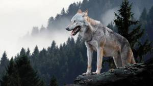 Раскраска серый волк #33 #491218