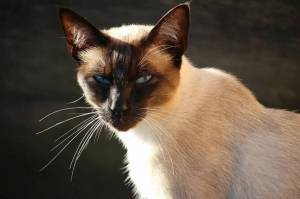 Раскраска сиамская кошка #19 #491282