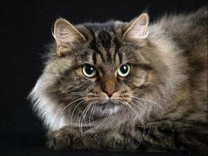 Раскраска сибирская кошка #3 #491330