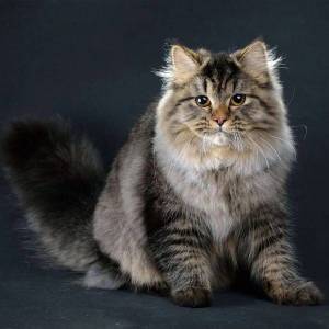 Раскраска сибирская кошка #6 #491333