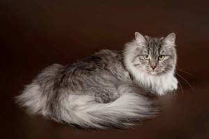 Раскраска сибирская кошка #7 #491334