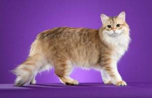 Раскраска сибирская кошка #8 #491335