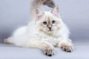 Раскраска сибирская кошка #15 #491342