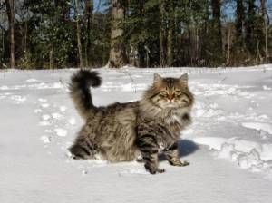 Раскраска сибирская кошка #16 #491343