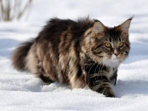 Раскраска сибирская кошка #27 #491354