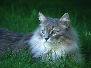 Раскраска сибирская кошка #30 #491357