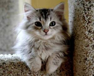 Раскраска сибирская кошка #31 #491358