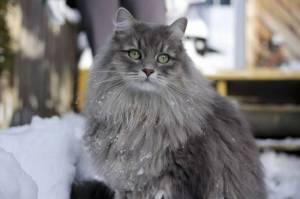 Раскраска сибирская кошка #33 #491360