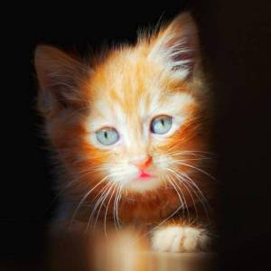 Раскраска симба кот #1 #491870