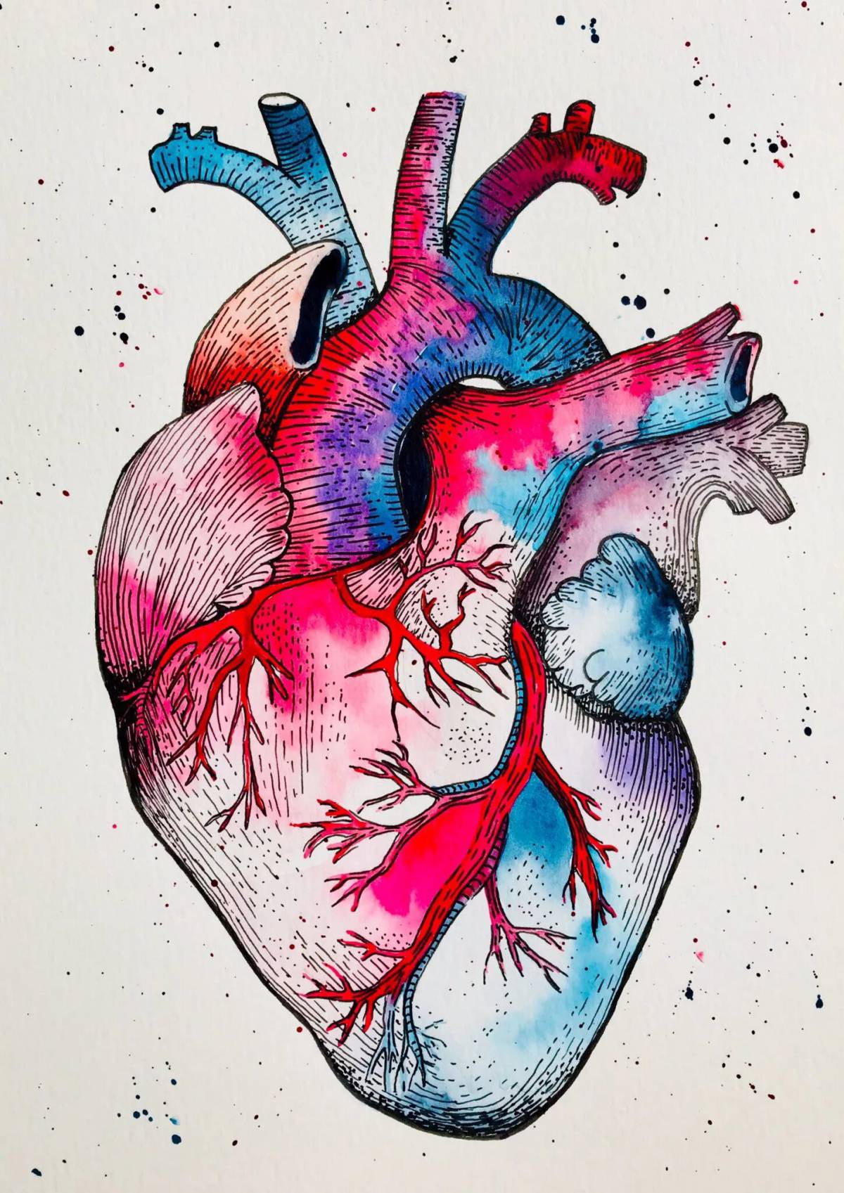 Сердце анатомическое #3
