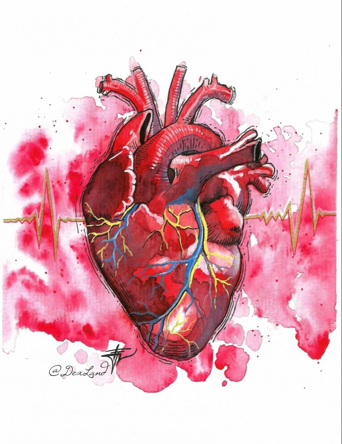 Сердце анатомическое #4