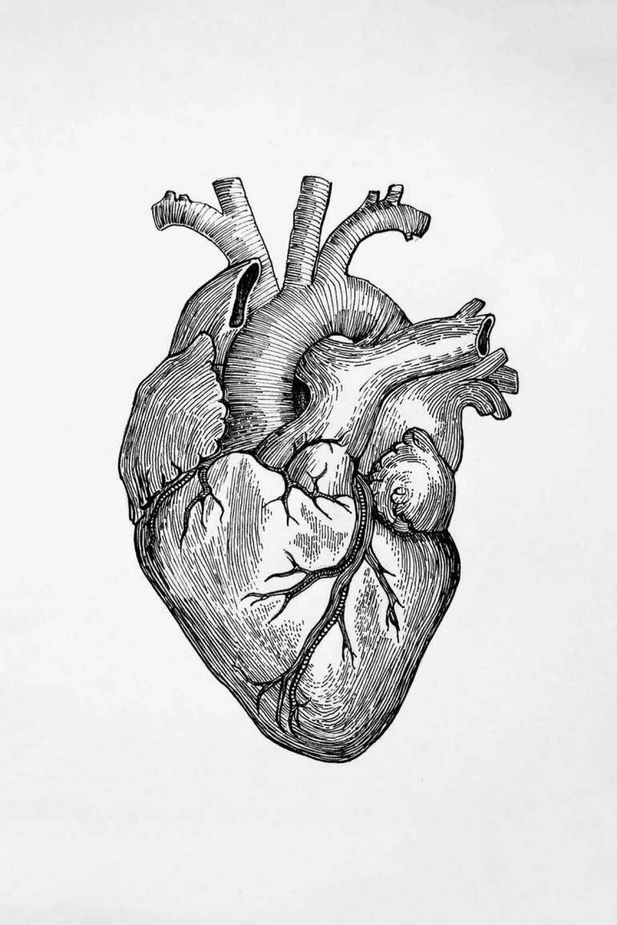 Сердце анатомическое #12