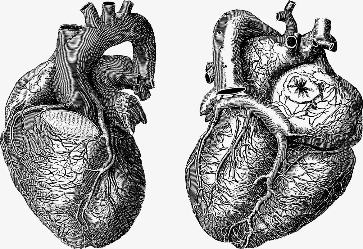 Сердце анатомическое #14