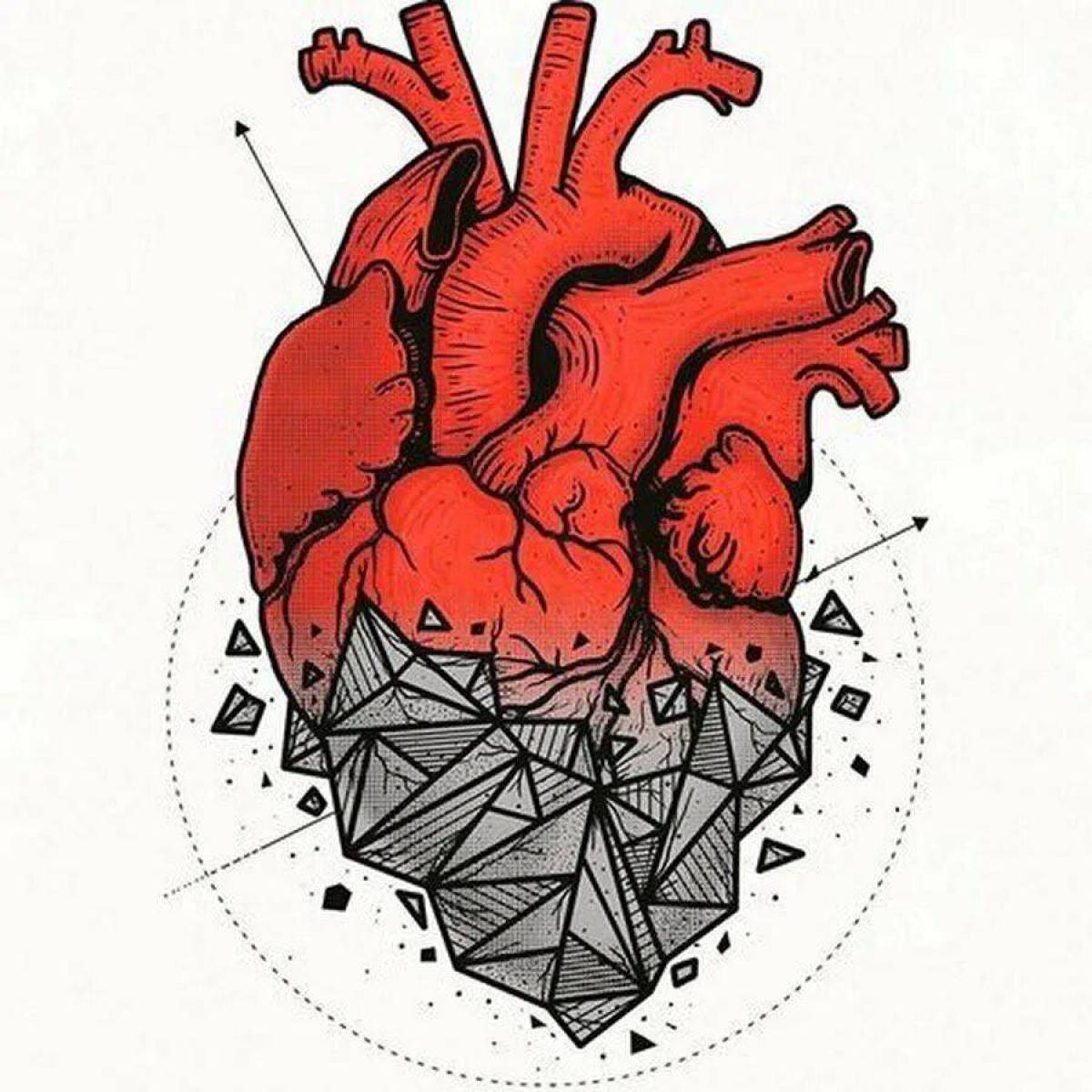Сердце анатомическое #16