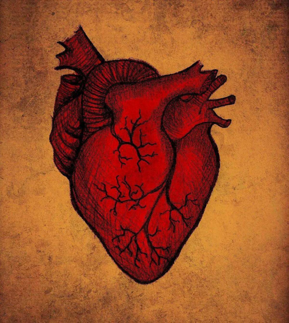 Сердце анатомическое #22