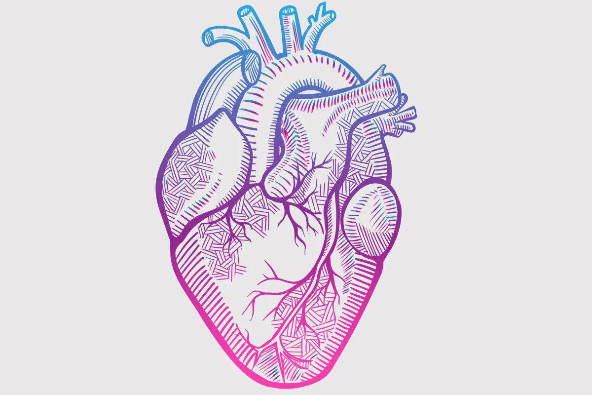 Сердце анатомическое #25