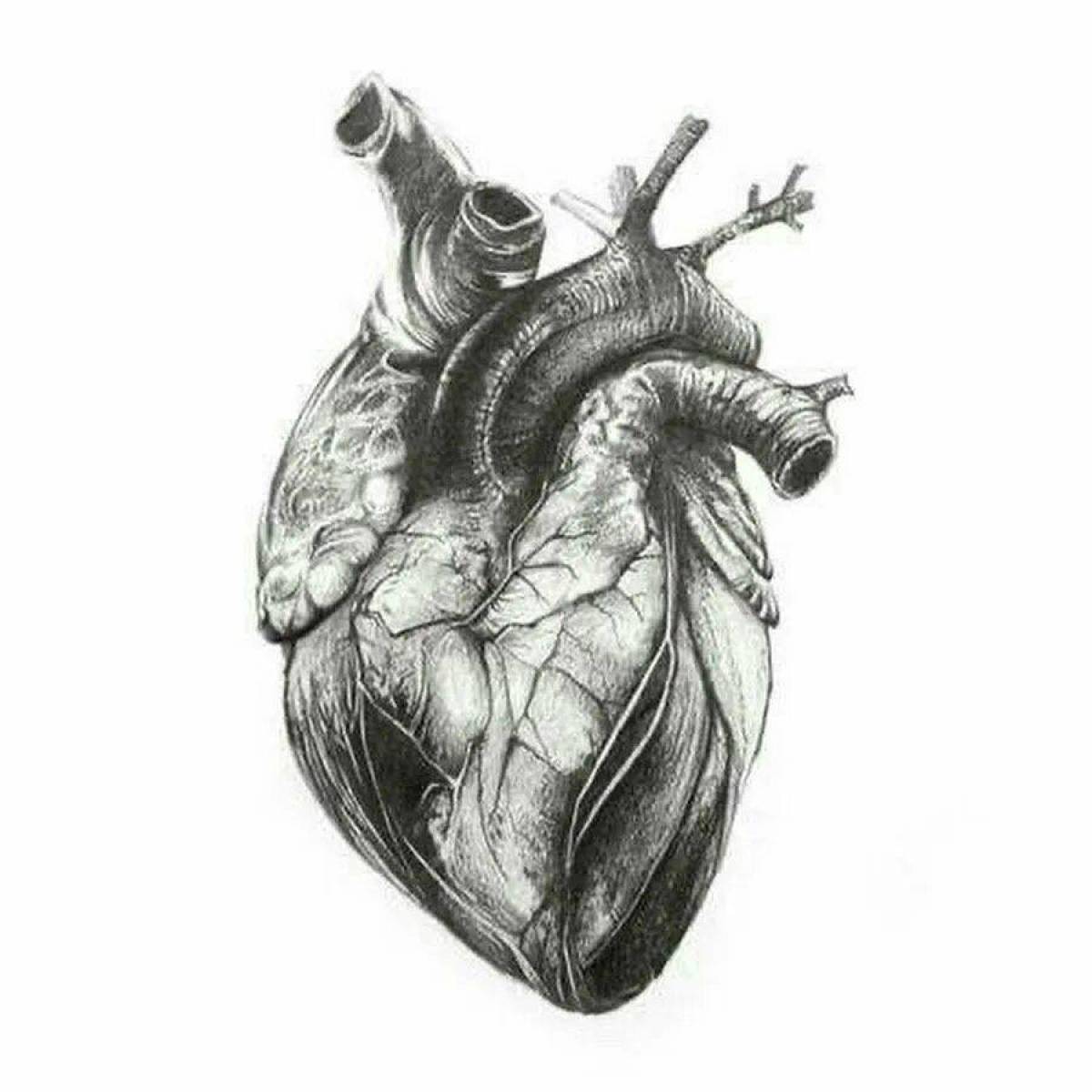 Сердце анатомическое #27