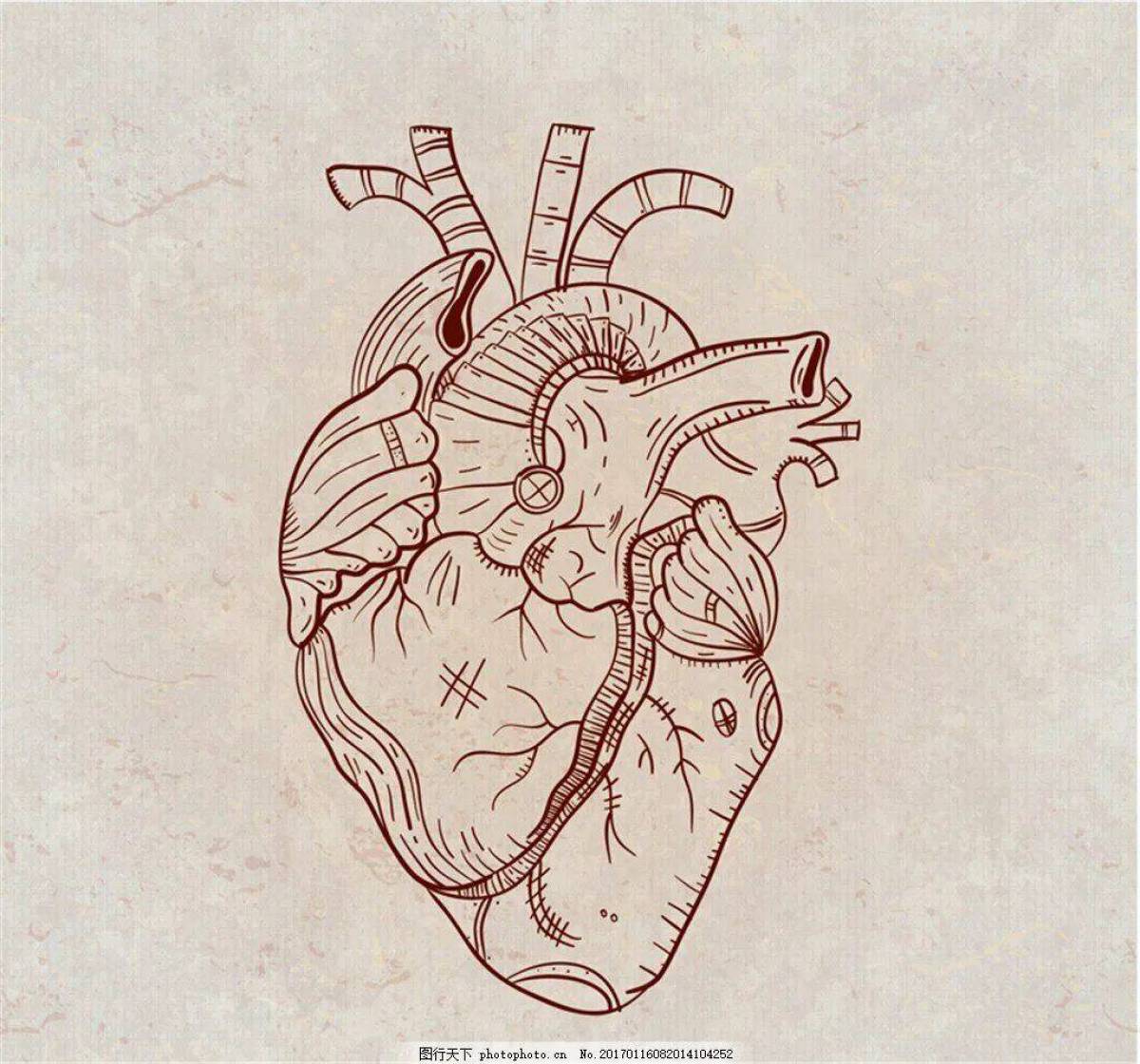 Сердце анатомическое #29