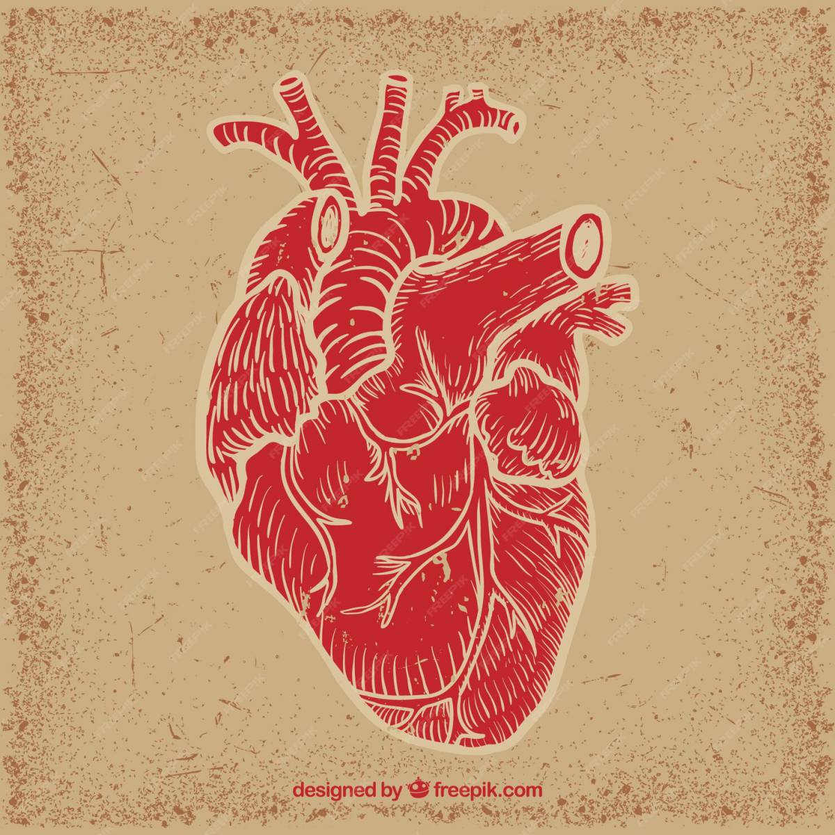 Сердце анатомическое #30