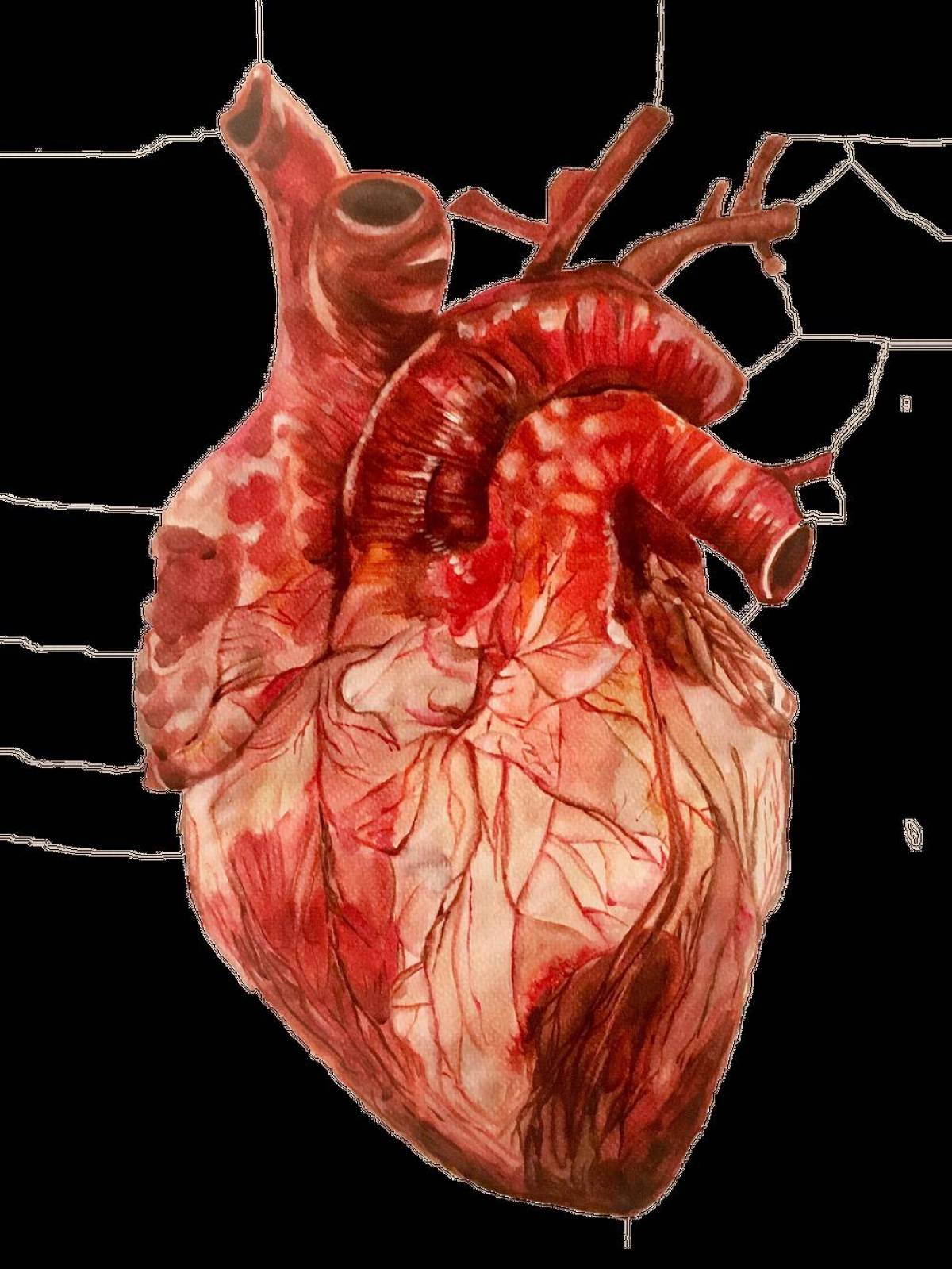 Сердце анатомическое #34