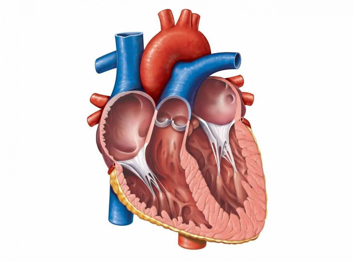 Сердце анатомия #1