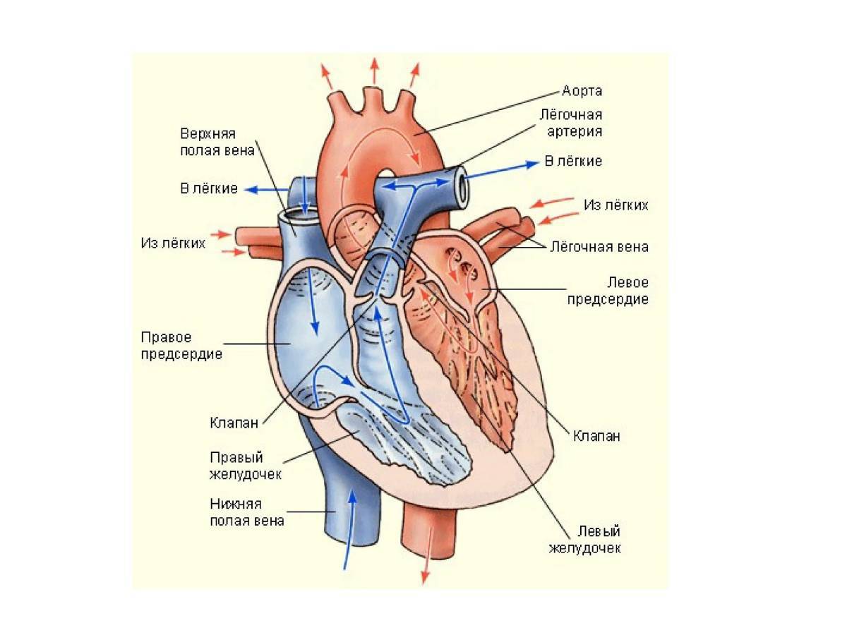 Сердце анатомия #5