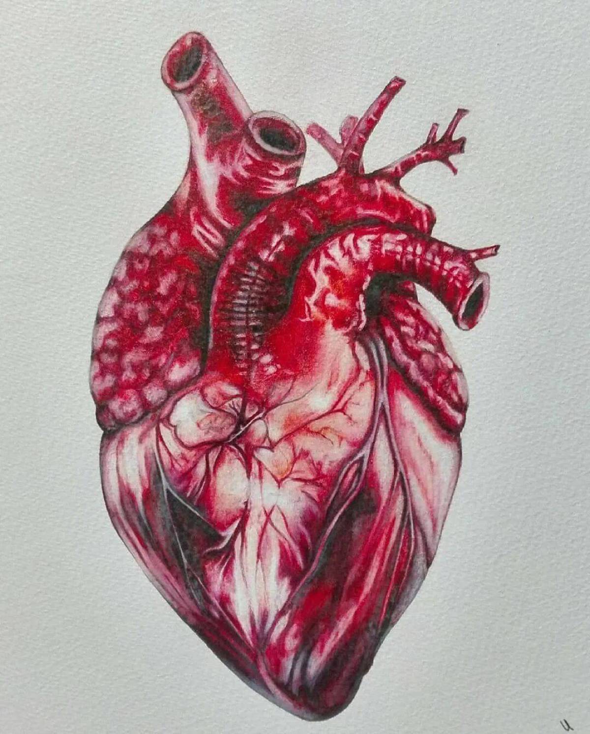 Сердце анатомия #8