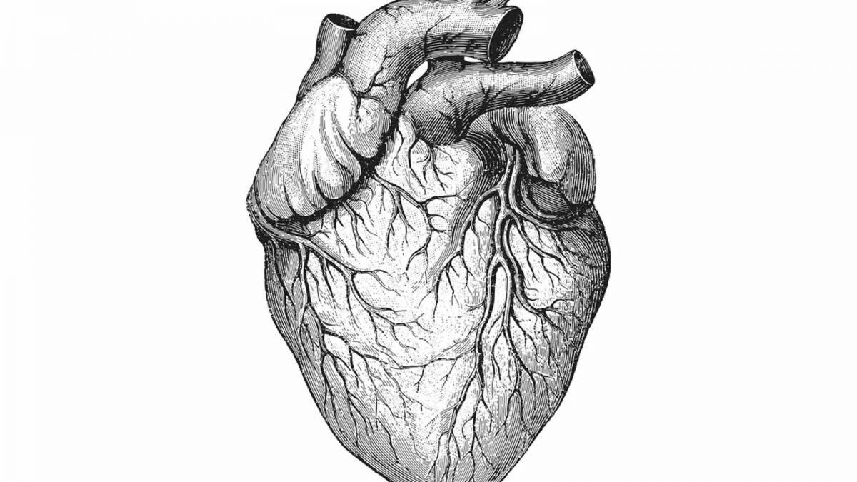 Сердце анатомия #11
