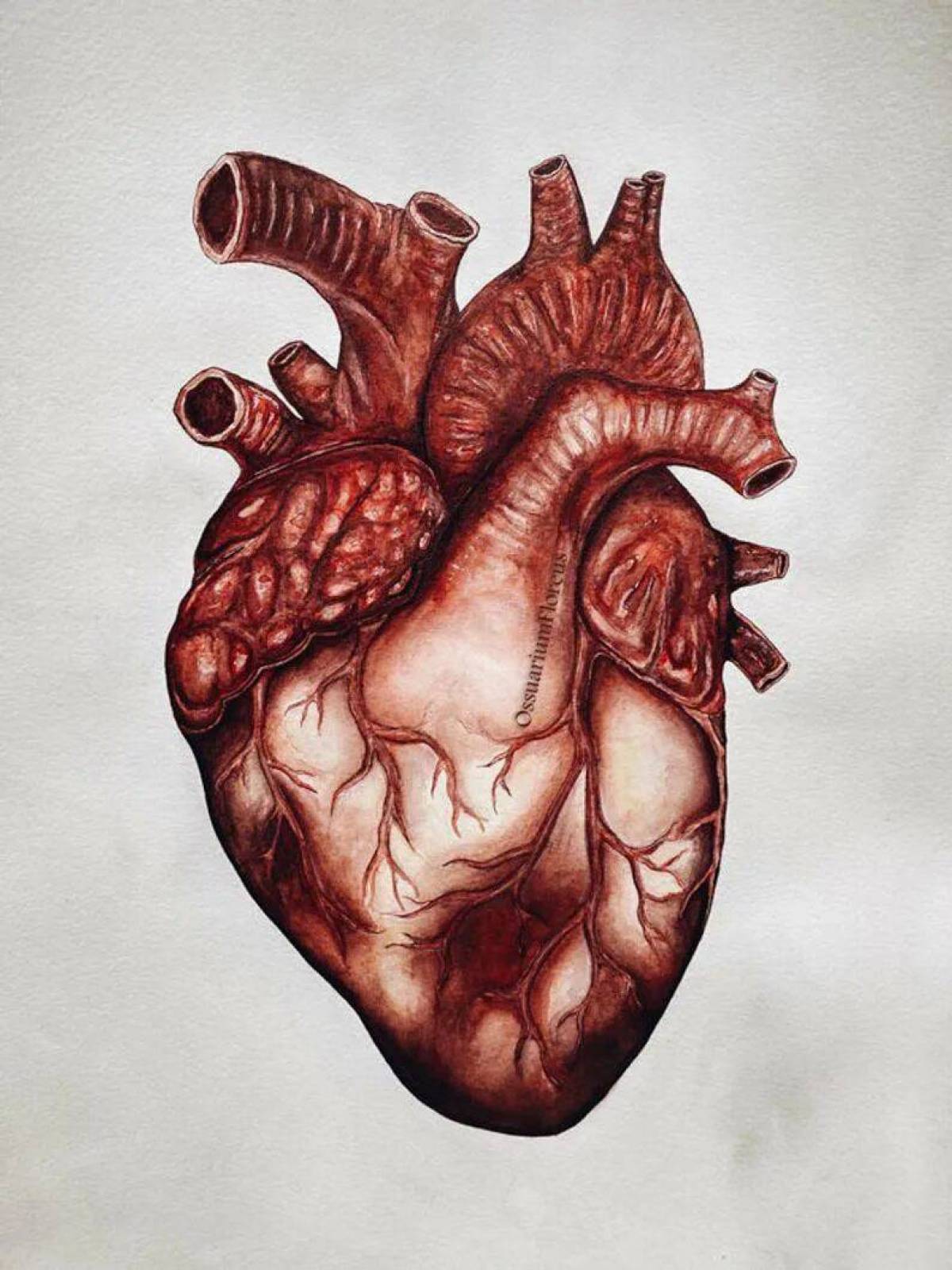 Сердце анатомия #14