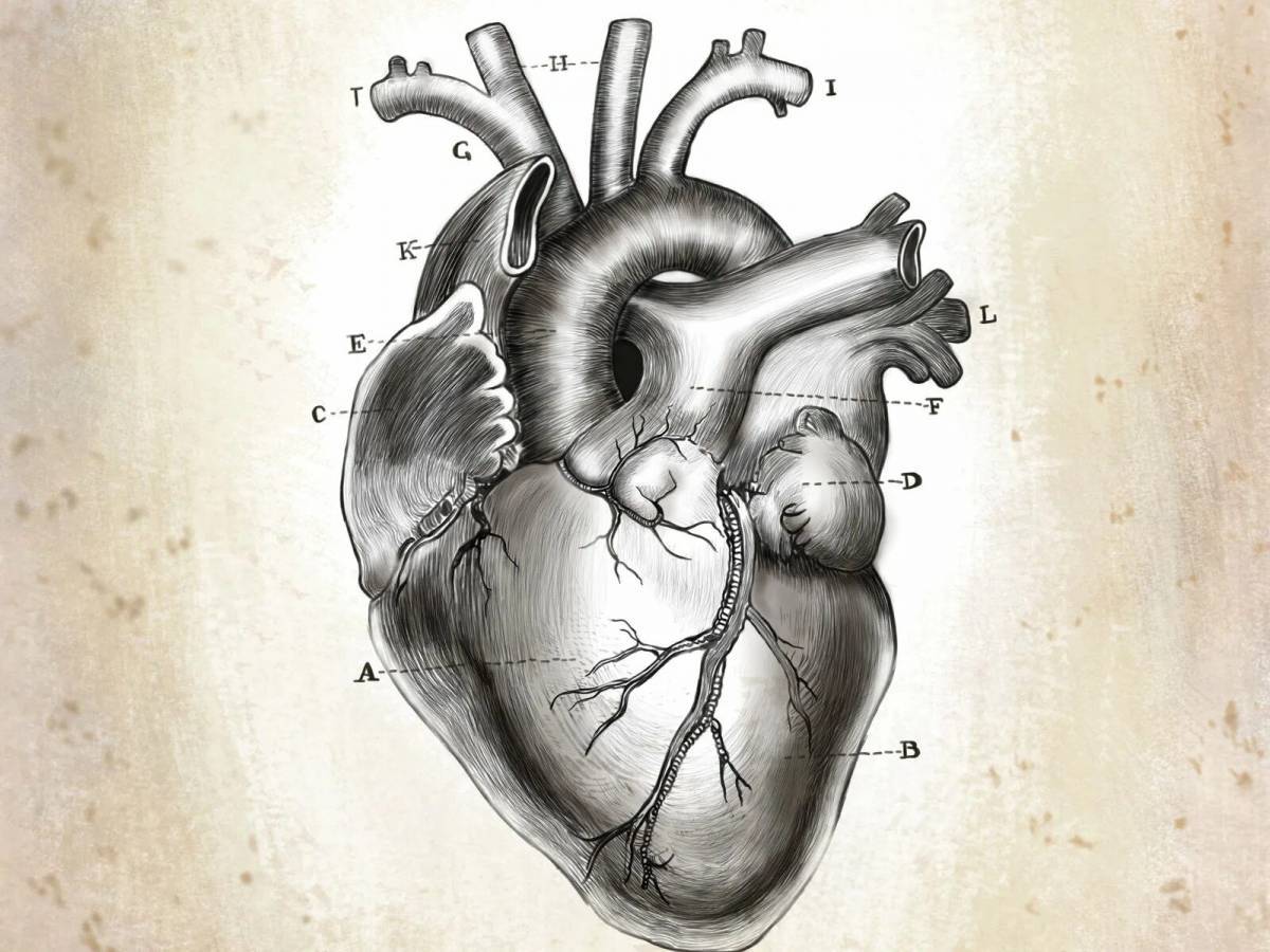 Сердце анатомия #18