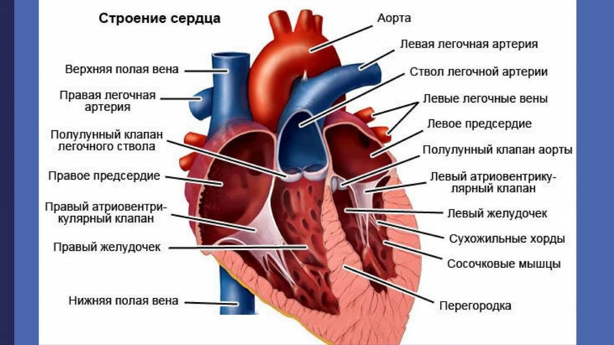 Сердце анатомия #19