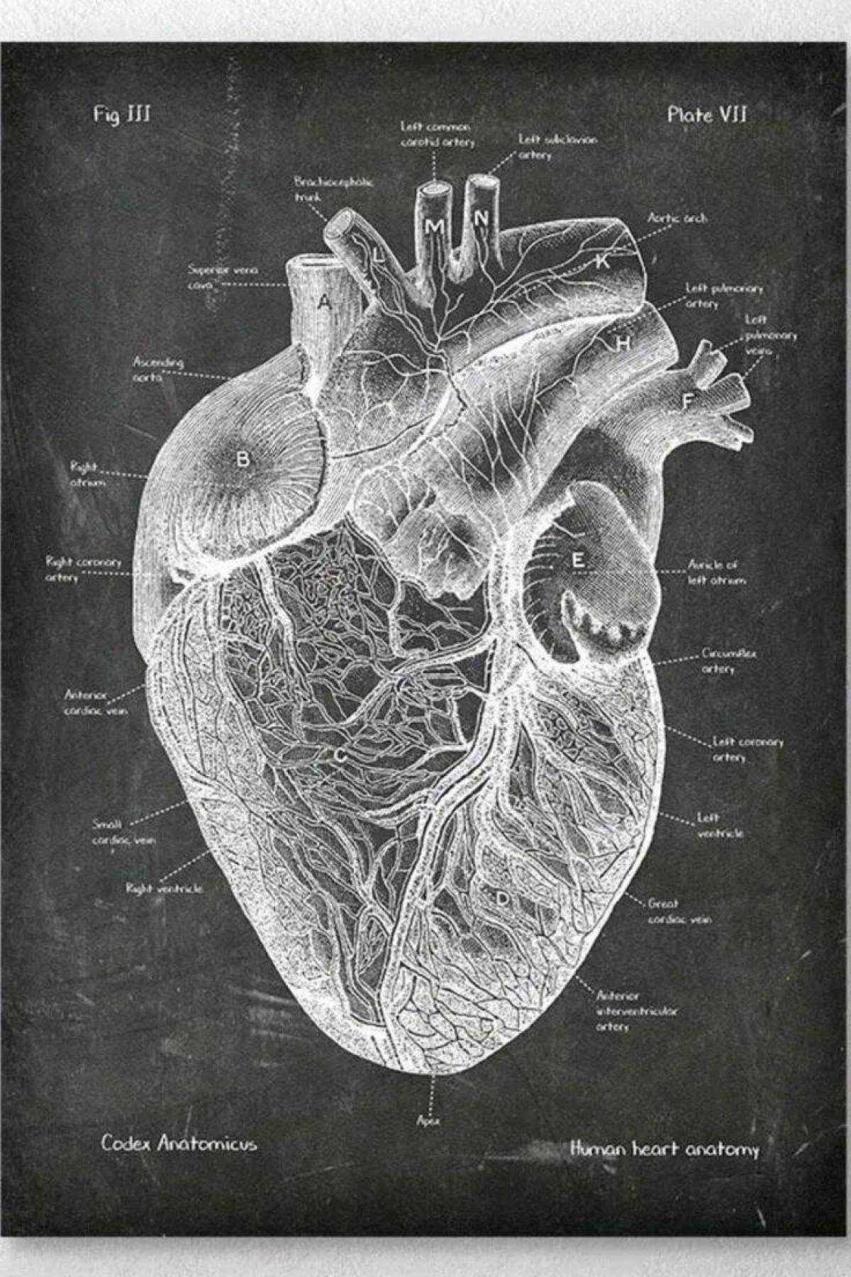 Сердце анатомия #20