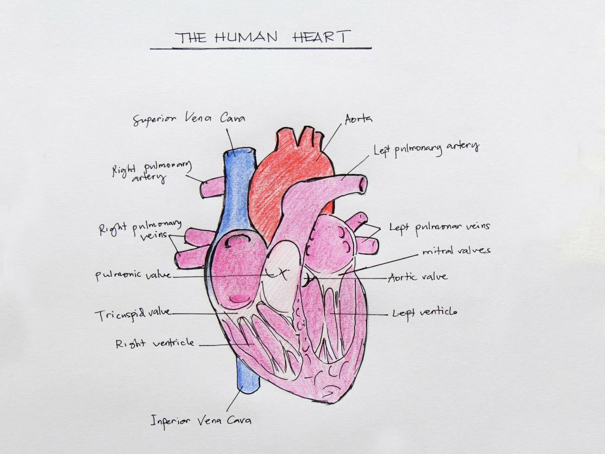 Сердце анатомия #26