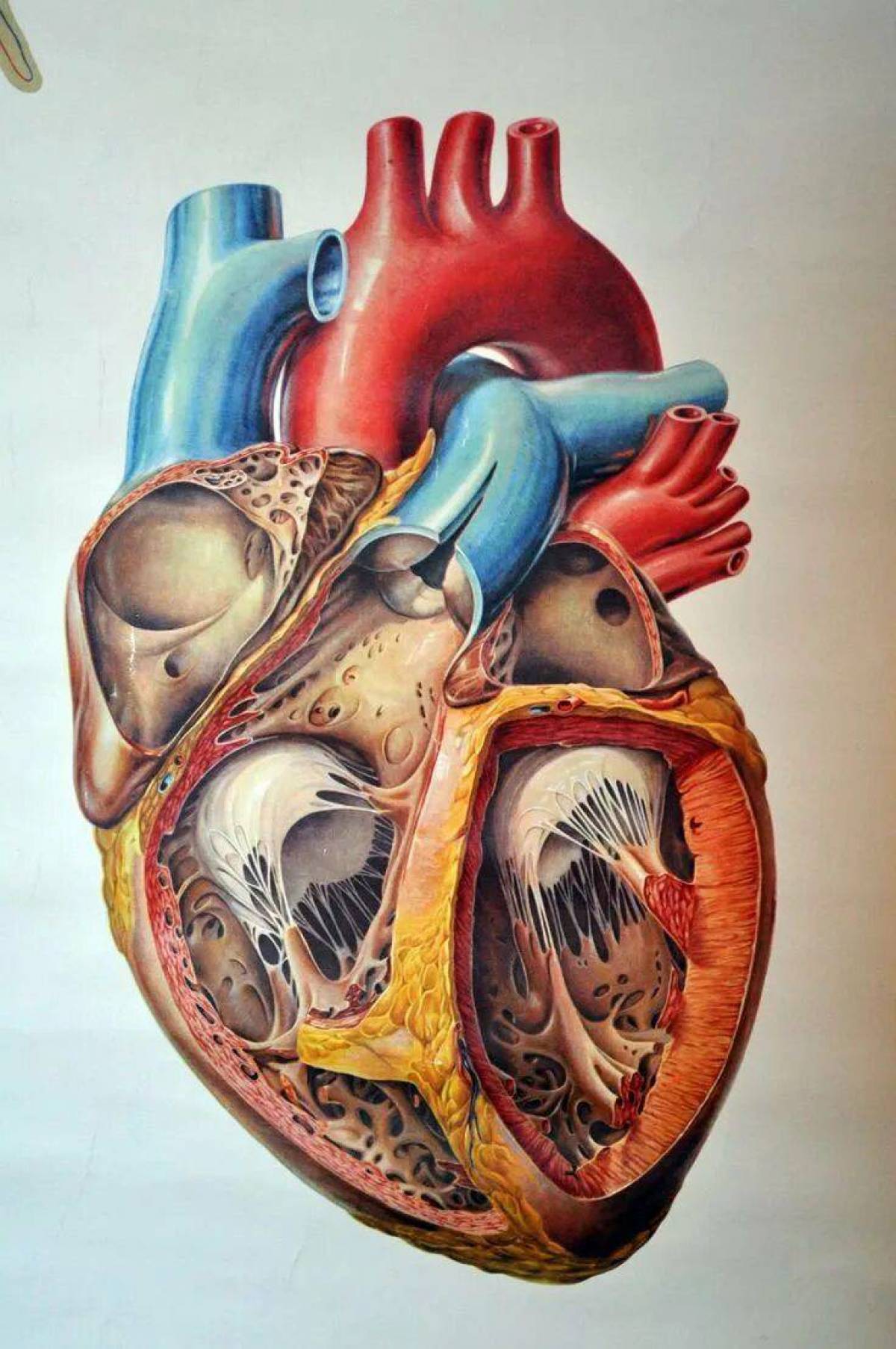 Сердце анатомия #30