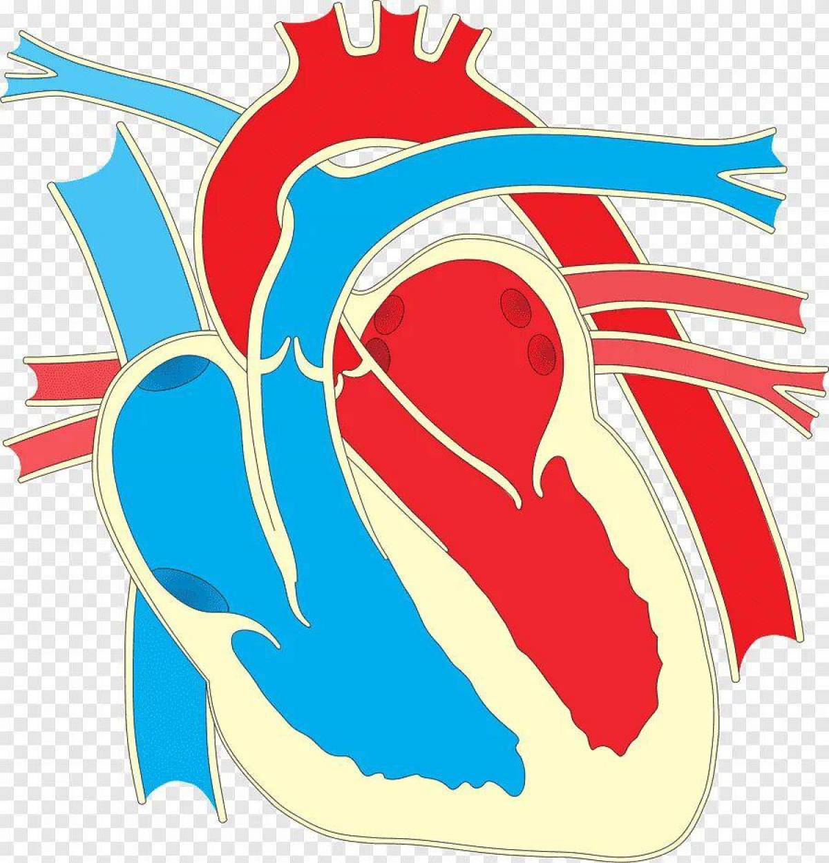 Сердце анатомия #33
